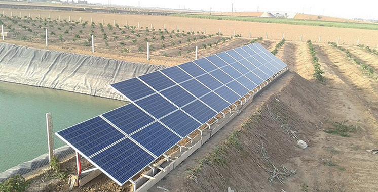 Mejdoul Farms
